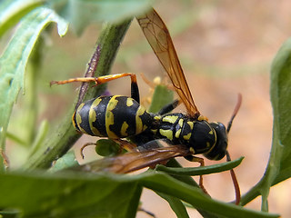 Polistes dominula