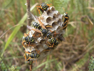 Polistes nimpha