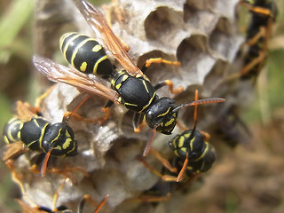 Polistes nimpha