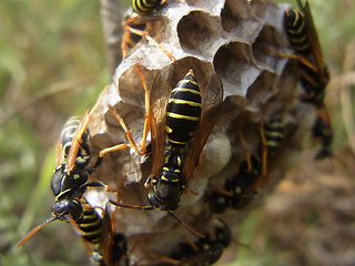 Polistes nimpha