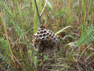 Polistes nimpha