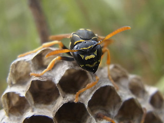 Polistes nimpha