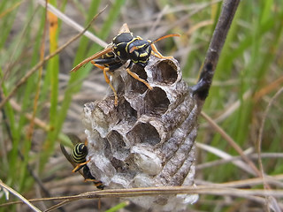 Polistes nimpha