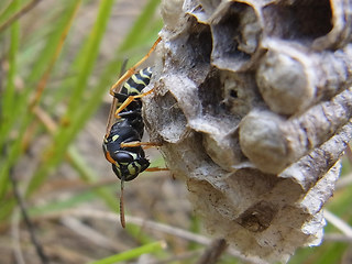 Polistes nimpha