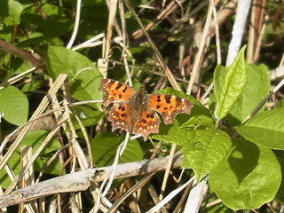 Polygonia c-album