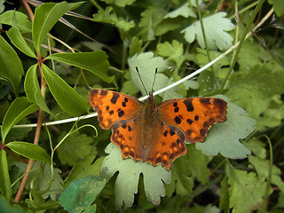 Polygonia c-album