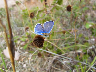 Polyommatus icarus