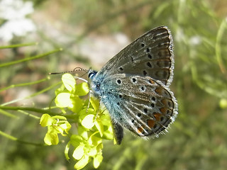 Polyommatus icarus