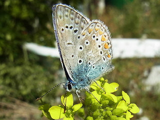 Polyommatus icarus