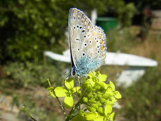 Polyommatus icarus