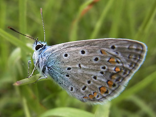 Polyommatus thersites