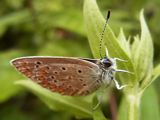 Polyommatus thersites