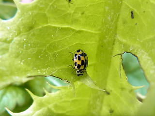 Propylea quatuordecimpunctata