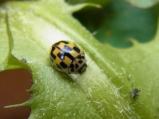 Propylea quatuordecimpunctata