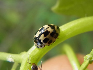 Propylea quatuordecimpunctata