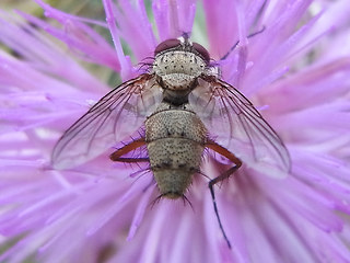 Prosena siberita