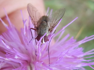 Prosena siberita