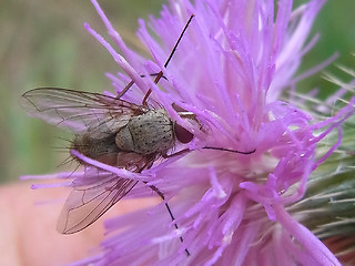 Prosena siberita