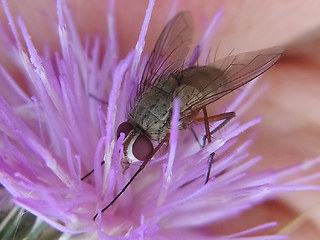 Prosena siberita