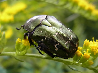 Protaetia cuprea