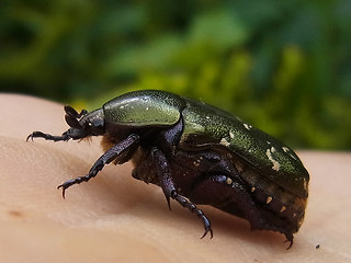 Protaetia cuprea