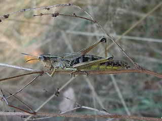 Pseudochorthippus parallelus