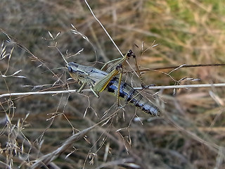 Pseudochorthippus parallelus