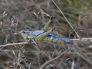 Pseudochorthippus parallelus