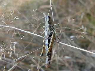 Pseudochorthippus parallelus