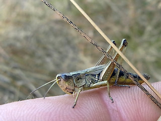 Pseudochorthippus parallelus