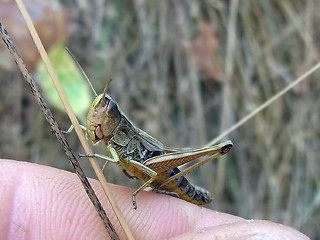 Pseudochorthippus parallelus