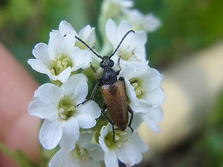 Pseudovadonia livida