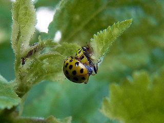 Psyllobora vigintiduopunctata