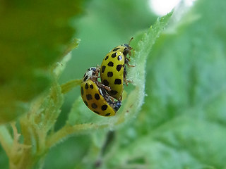 Psyllobora vigintiduopunctata