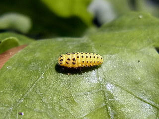 Psyllobora vigintiduopunctata