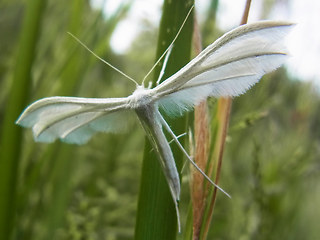 Pterophorus pentadactyla