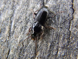 Pterostichus sp.