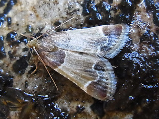 Pyralis farinalis