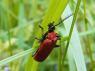 Pyrochroa coccinea