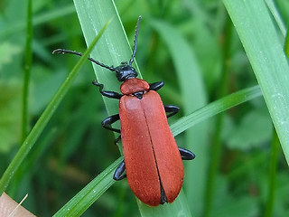 Pyrochroa coccinea