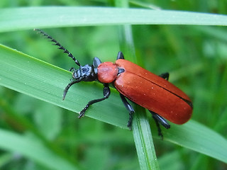 Pyrochroa coccinea