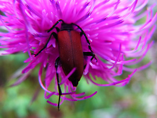 Pyrochroa coccinea