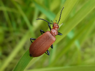 Pyrochroa serraticornis