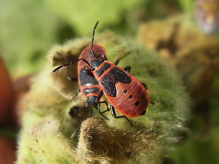 Pyrrhocoris apterus