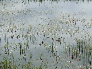 Ranunculus tripartitus