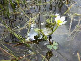 Ranunculus tripartitus