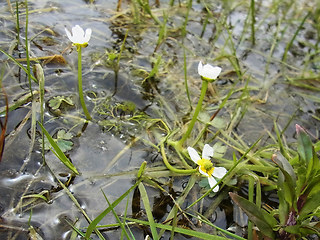 Ranunculus tripartitus