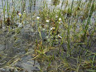 Ranunculus tripartitus