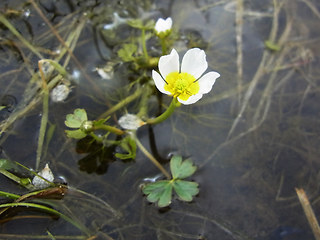 Ranunculus tripartitus