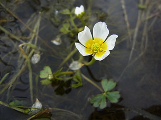 Ranunculus tripartitus